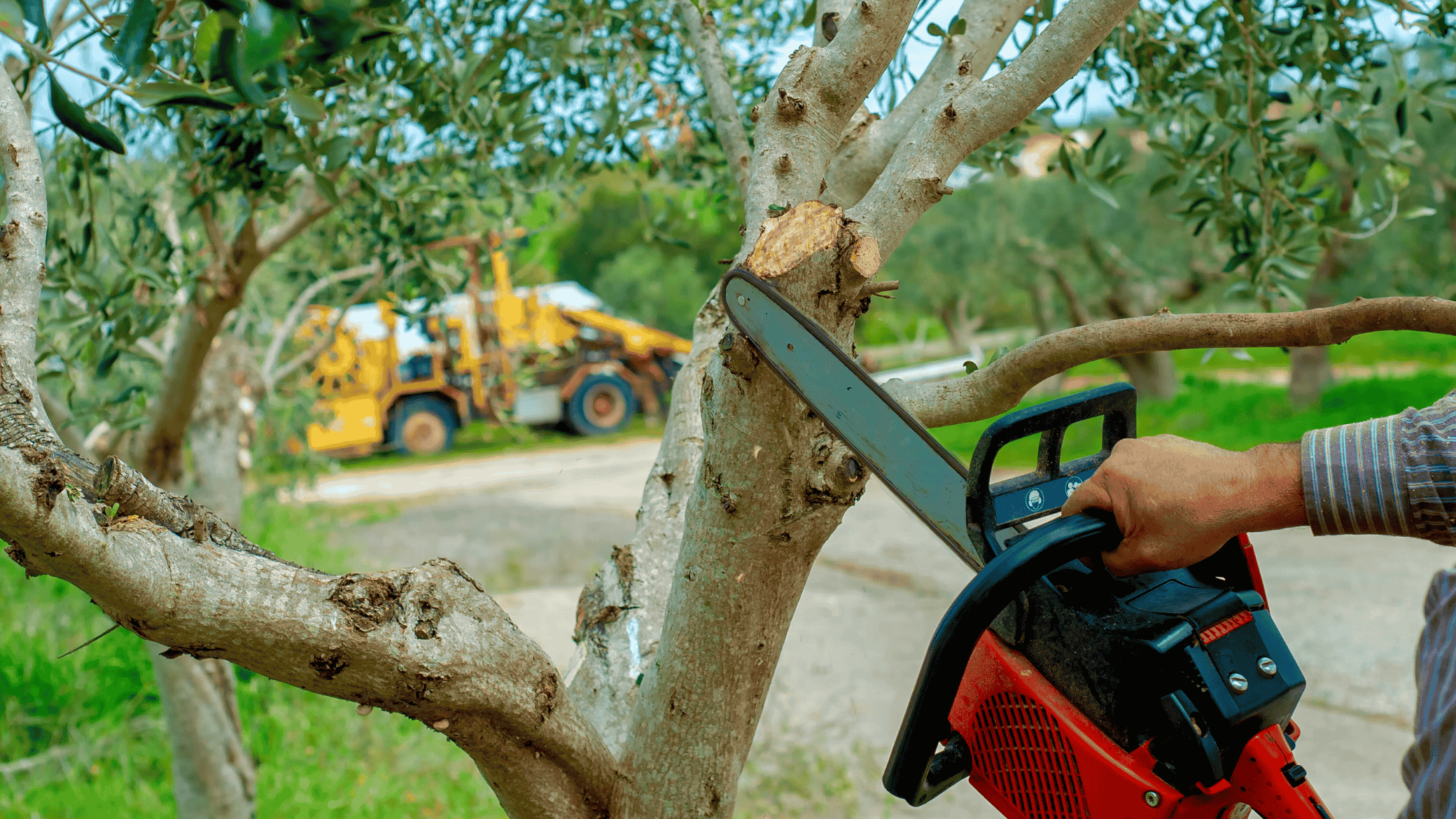 Tree Care Services