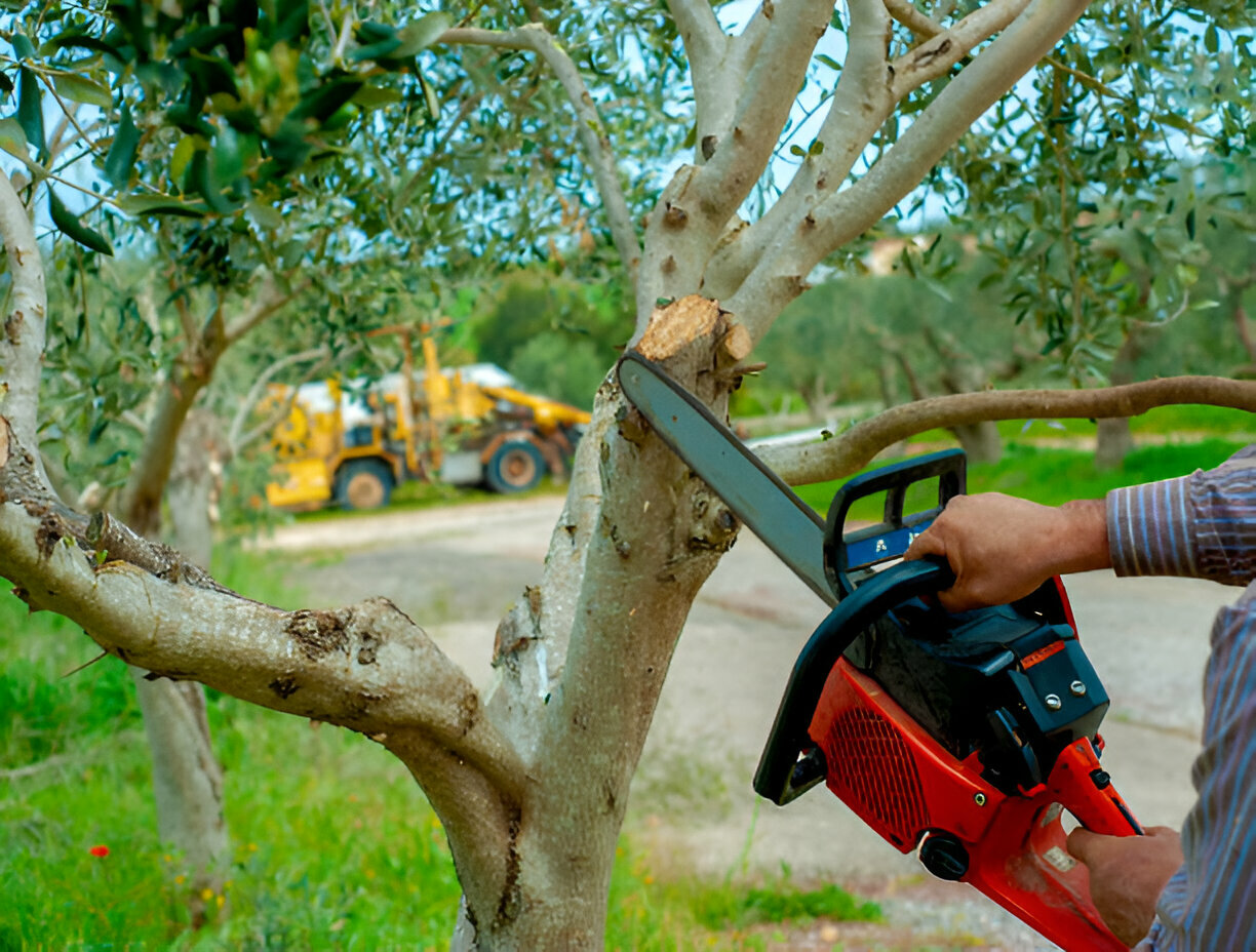 Tree Trimming